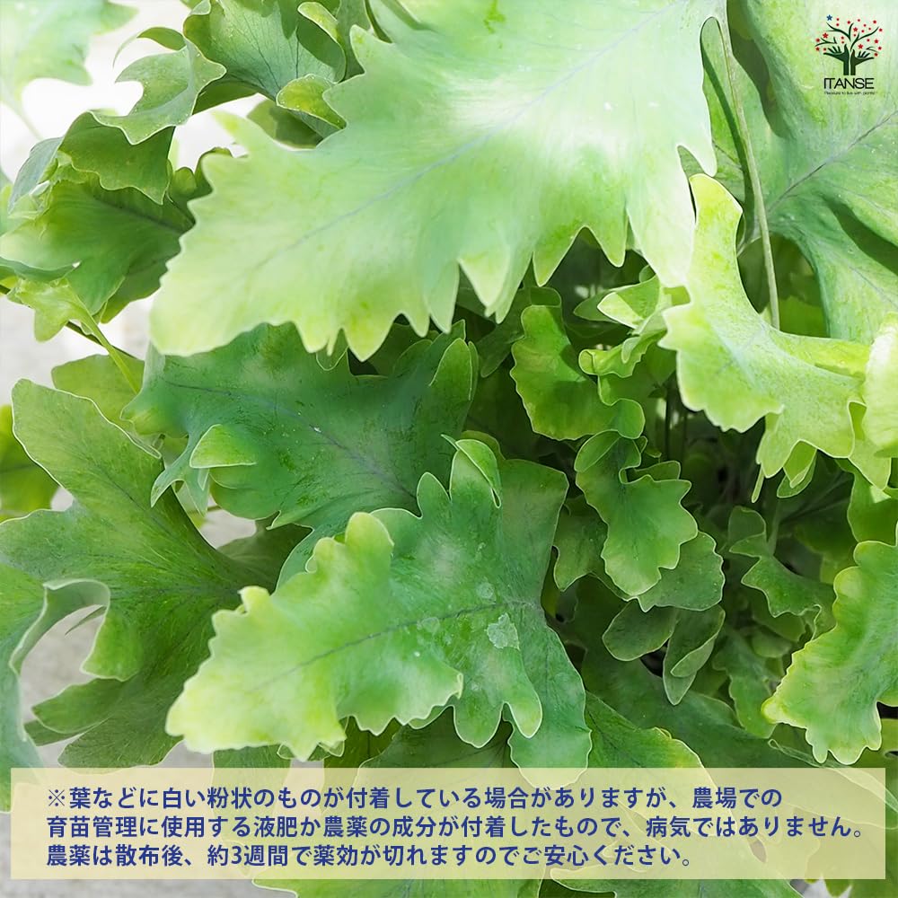 Amazon｜ITANSE フレボディウム ダバナ 3号 2個セット 観葉植物