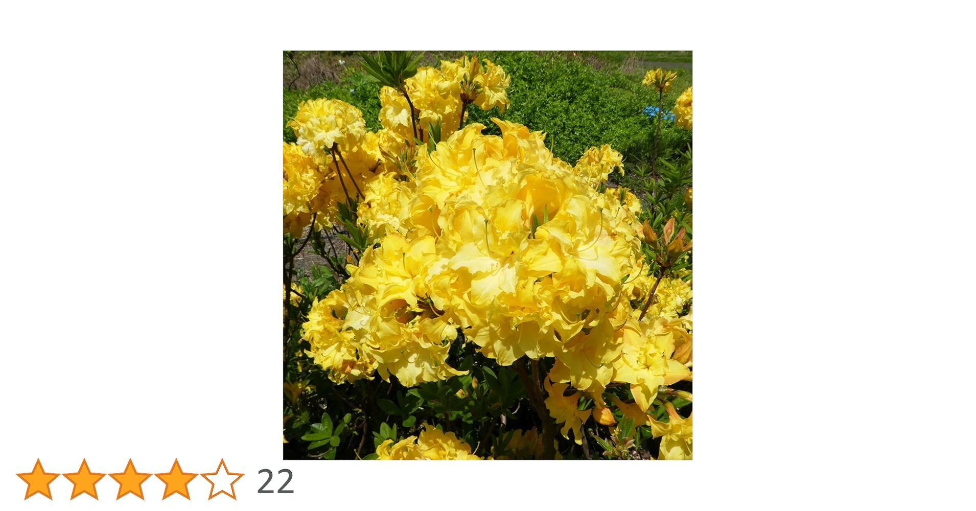 シナノツツジ/信濃ツツジ/銀河【現品発送】管理70851 シナノツツジ/信濃ツツジ/銀河【現品発送】管理70851 園芸ネット本店