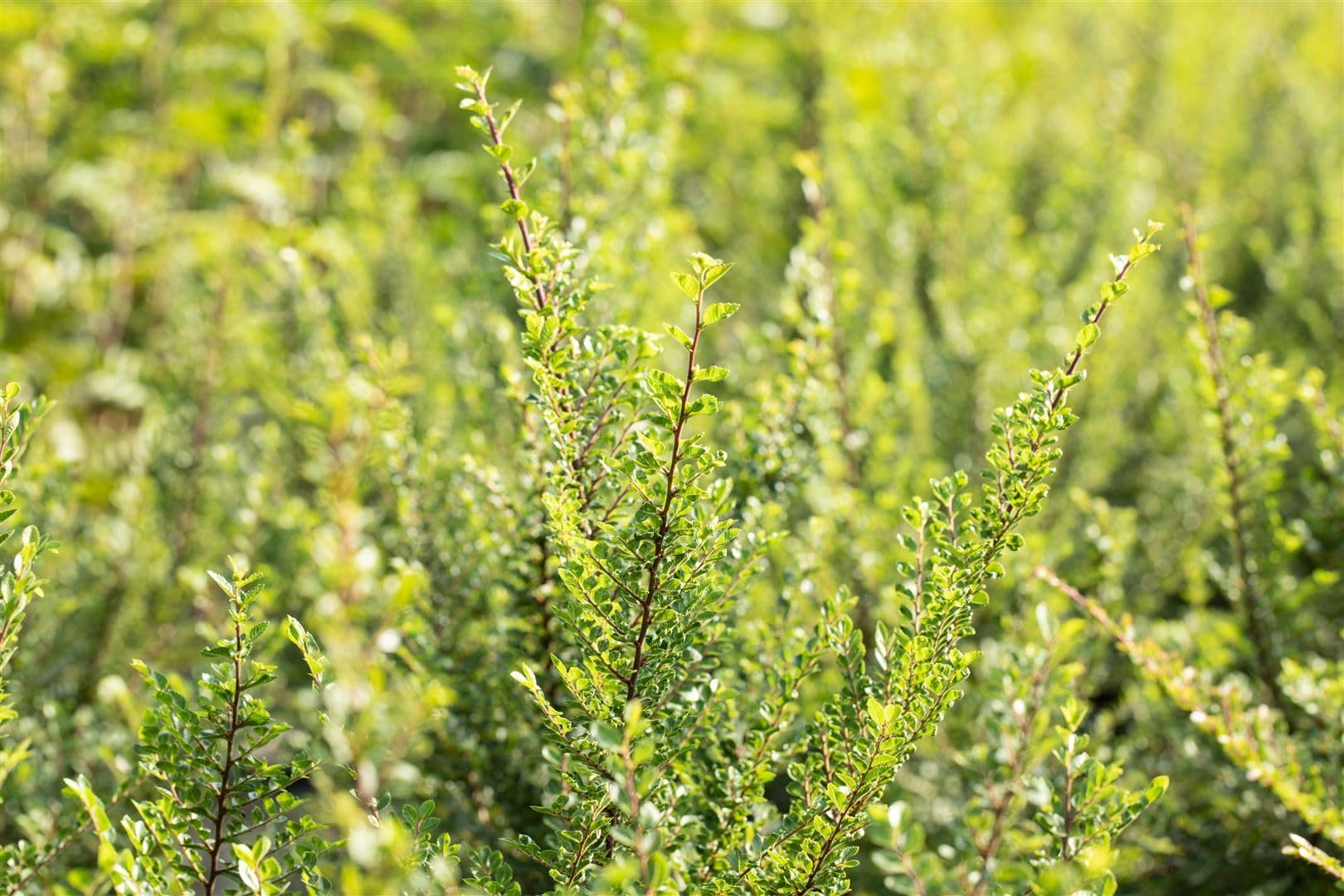 Chinesische Ulme Ulmus parvifolia Seiju 80 cm Bonsai winterhart