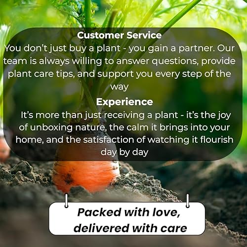 Miniatura 9 de Paquete de 20 plantas vivas pequeñas exóticas Lithops vivas  Perfecto para principiantes Lithops, gran adición de terrario  raíz desnuda sin tierra