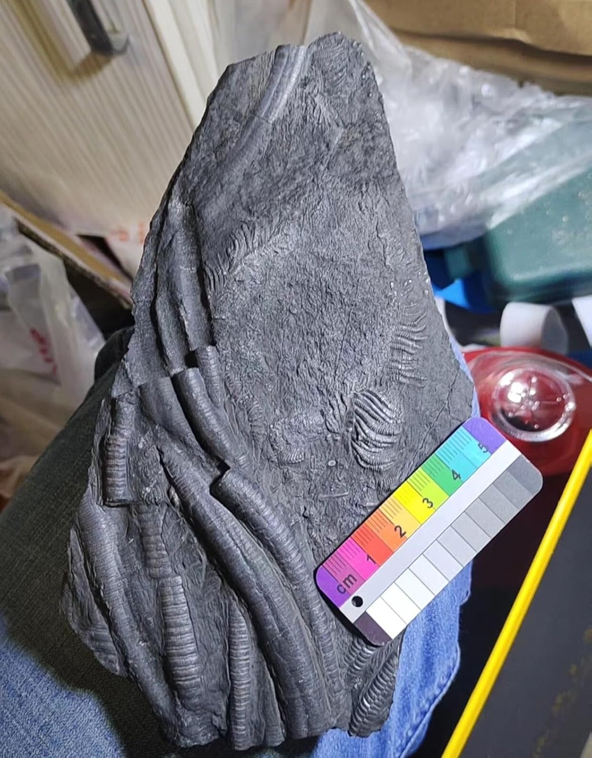 Natural Devonian Prehistoric Jurassic biota crinoids Fossils