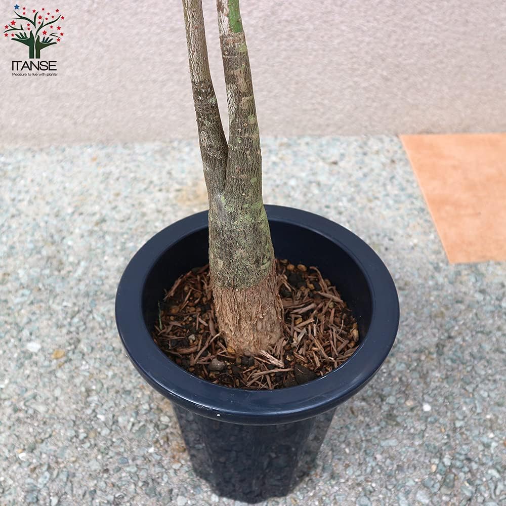 Amazon パキラ 1本 2本立ち Mサイズ 7号プラスチック鉢 品種で選べる観葉植物 リビングやオフィス向きサイズ 1個 学名 Pachira Glabra アオイ科パキラ属 原生地 中南米 ちょうど良いサイズ感のお洒落なパキラです 初心者にも育てやすい観葉植物 パキラは原産地