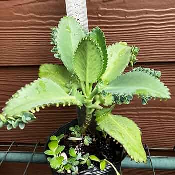 子宝草、抜き苗 61yTEfl0h5L._UF350,350_QL50_.jpg