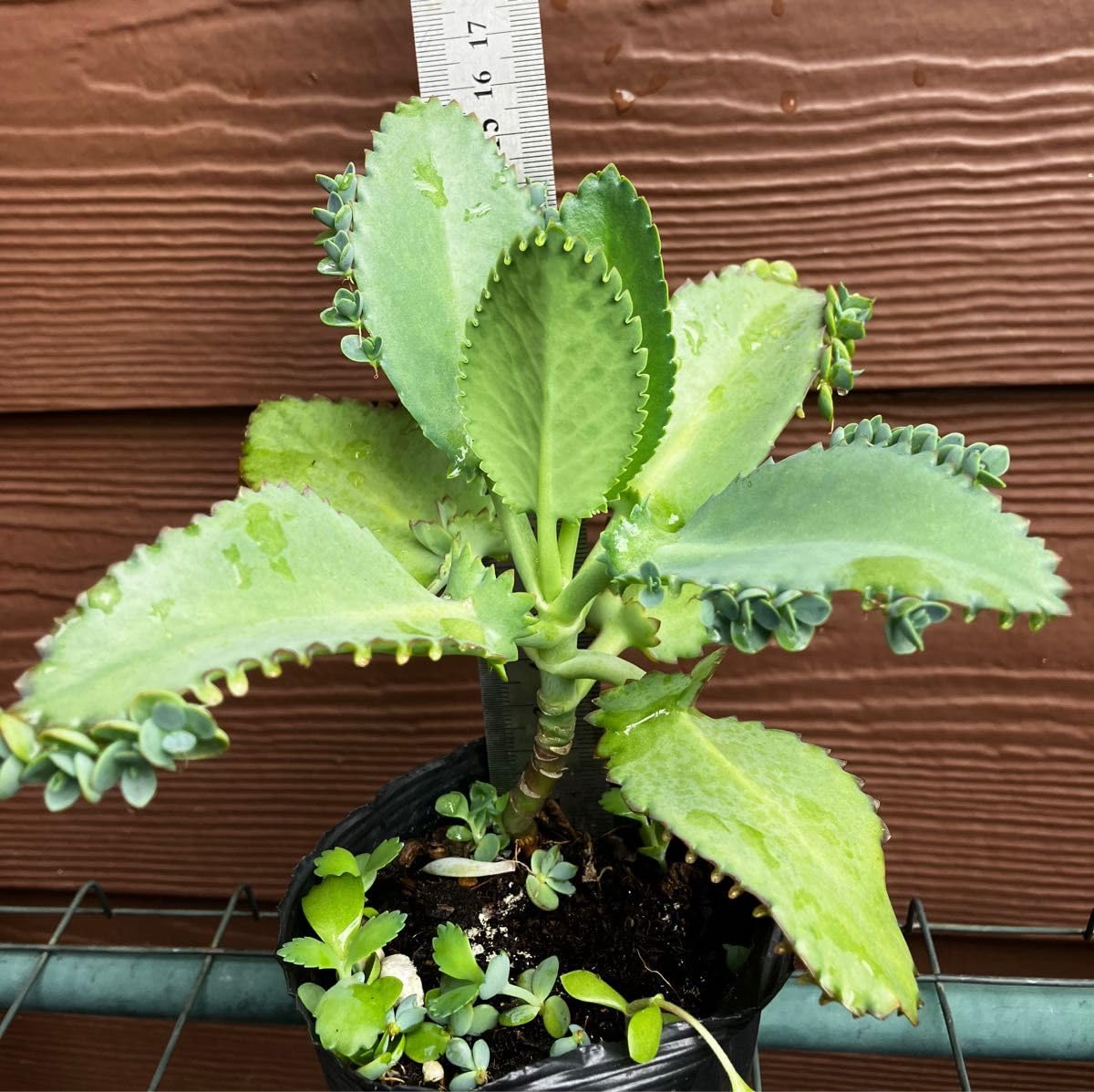 Amazon.co.jp: 子宝草 サマーリーフ 抜き苗 ＋おまけ 多肉植物 セダム