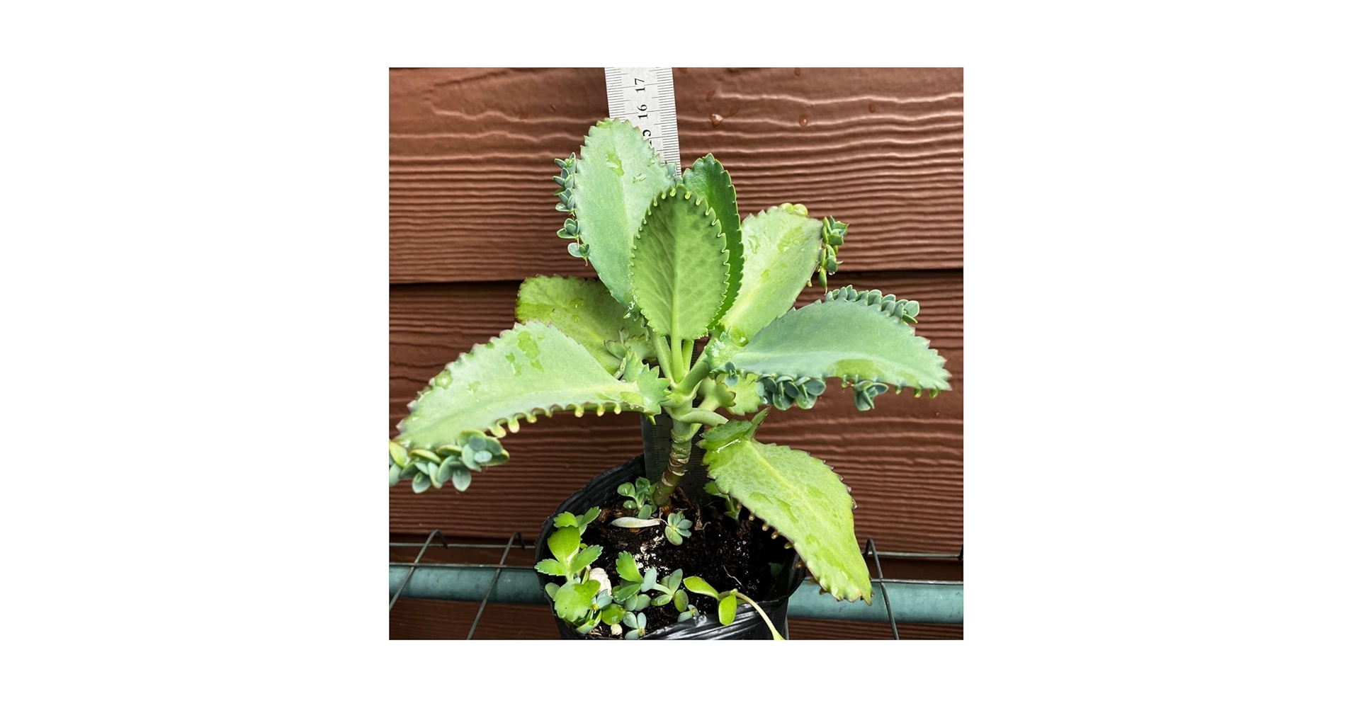 Amazon.co.jp: 子宝草 サマーリーフ 抜き苗 ＋おまけ 多肉植物