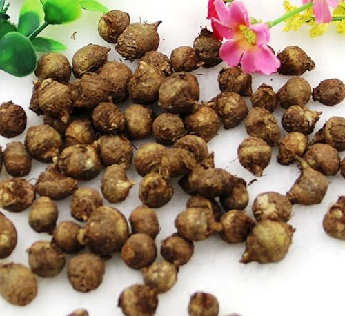 Miniatura 2 de Bombilla de lirio de cala 'Flame' 14/+ cm - Abre amarillo madura a llama