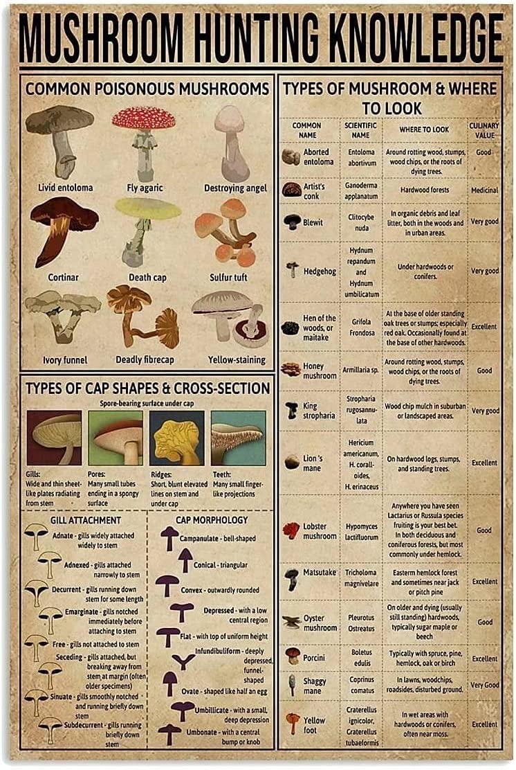 rayprint Mushroom Hunting Knowledge Metal Tin Sign Bathroom Wall Decoration Cave Bar Poster Kitchen Home Decoration 12x16 Inches