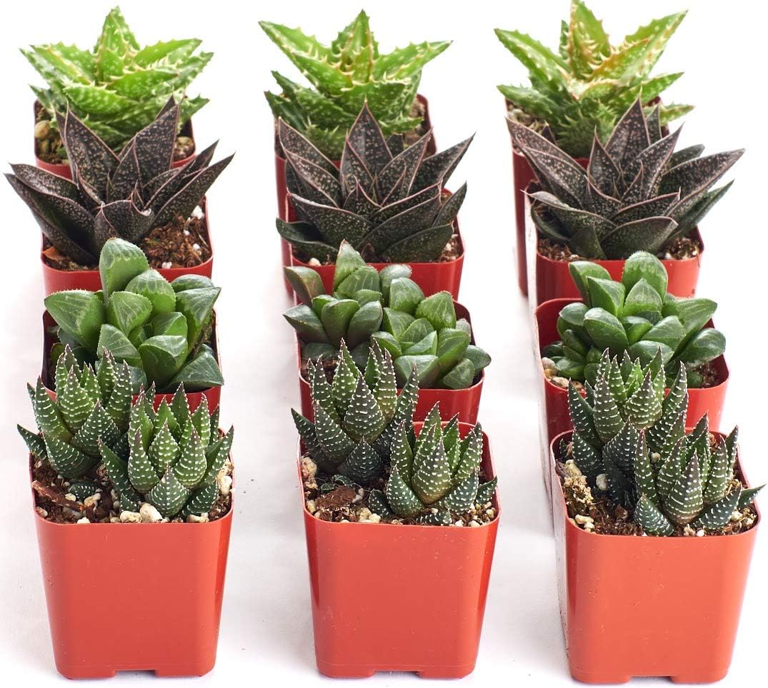 Shop Succulents | Haworthia Collection | Assortment of Hand Selected, Fully Rooted Alluring Miniature Aloe Live Indoor Succulent Plants, 20-Pack,