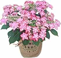 感謝価格！オーレアミモザの蕾とピンクのお花のリース　ひな祭り　春　紫陽花 580549006ee6cff0461f73531a19b5