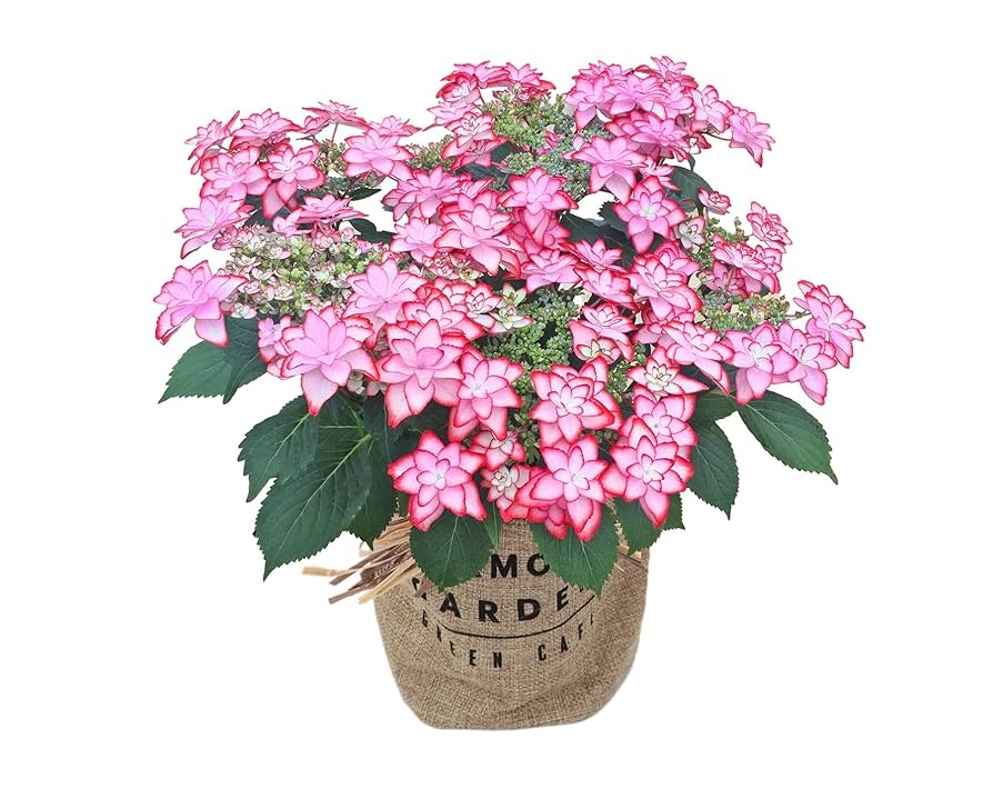 Amazon.co.jp: あじさい 紫陽花 フラワーギフト 母の日 鉢植え