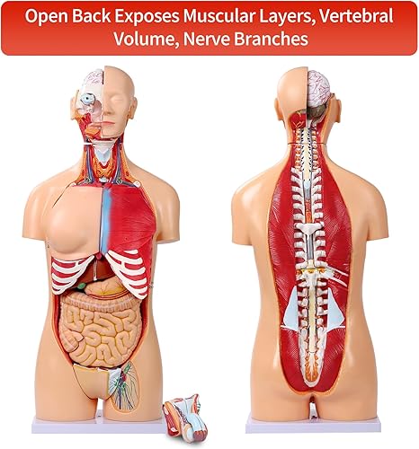 Miniatura 4 de SFXYJ Modelo de anatomía de torso humano de 33.4 pulgadas, doble sexo, 32 partes extraíbles de tamaño real con cabeza de corazón, cráneo, cerebro,