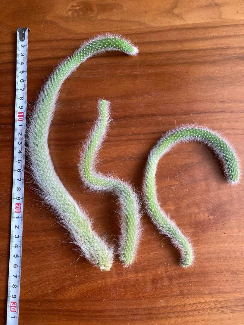 ヒルデウィンテラ カラデモノニス 猫のしっぽ カット苗