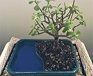 Review Image by Melanie "Vaxxed & Masked" Gilbert