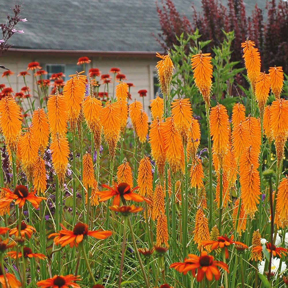 Stauden Gänge 5 x Kniphofia 'Mango Popsicle' Fackellilie Orange winterhart | Fackellilie – winterharte Staude & Dauerblüher für sonnige Beete, mehrjährig, bienenfreundlich, 1 L Topf (11x11 cm)
