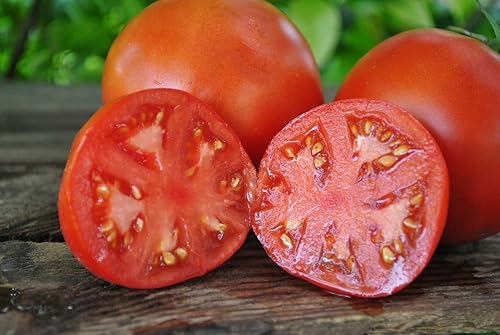 Miniatura 3 de Semillas Tomate Mikado Rojo Determinar Vegetales No OGM para Plantar