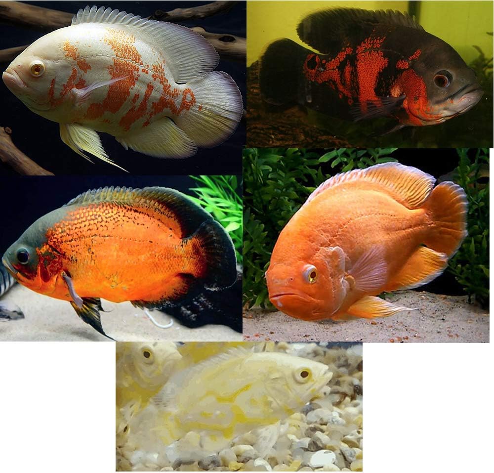 Family of (5) Live Oscars 2" Live Tropical Fish Assorted Oscar Cichlids (Astronotus ocellatus)