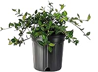 Vista 11 de Jazmín asiático Minima - 10 plantas vivas de 4 pulgadas - Trachelospermum Asiaticum - Tolerante a la sequía resistente al frío