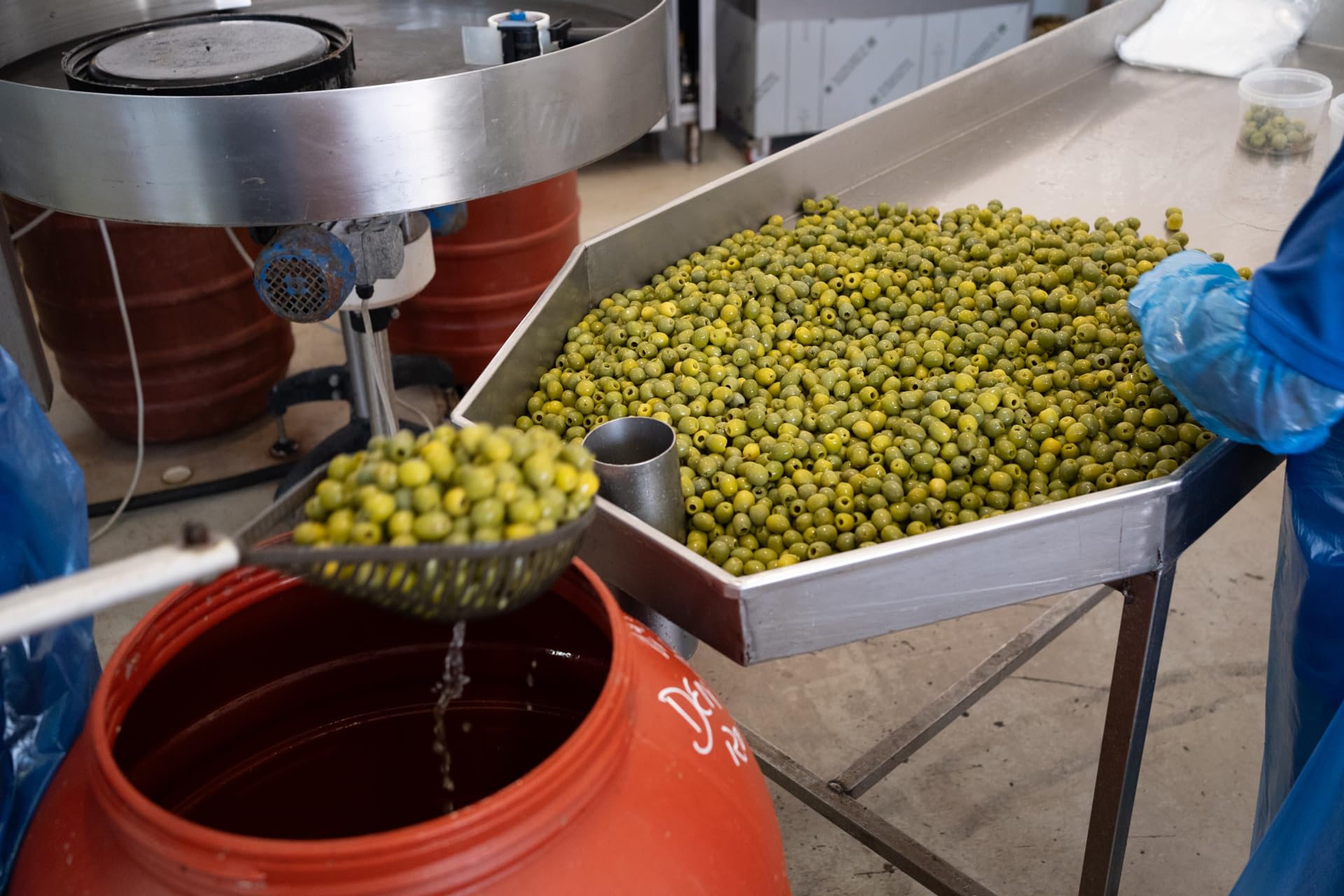 Terramia Olive Verdi Dolci di Sicilia "Nocellara" in Salamoia – Prodotto Artigianale da Azienda Premiata Ercole Olivario e Monna Oliva, Formato Scorta 2kg (4 Buste x 500g)