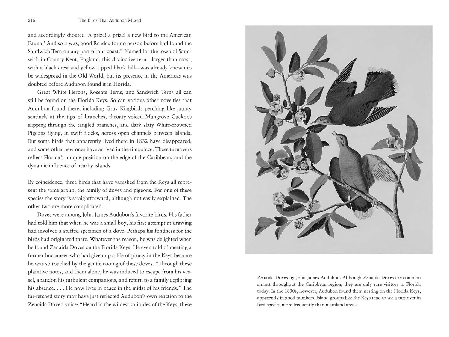 The Birds That Audubon Missed: Discovery and Desire in the American Wilderness - Image 6