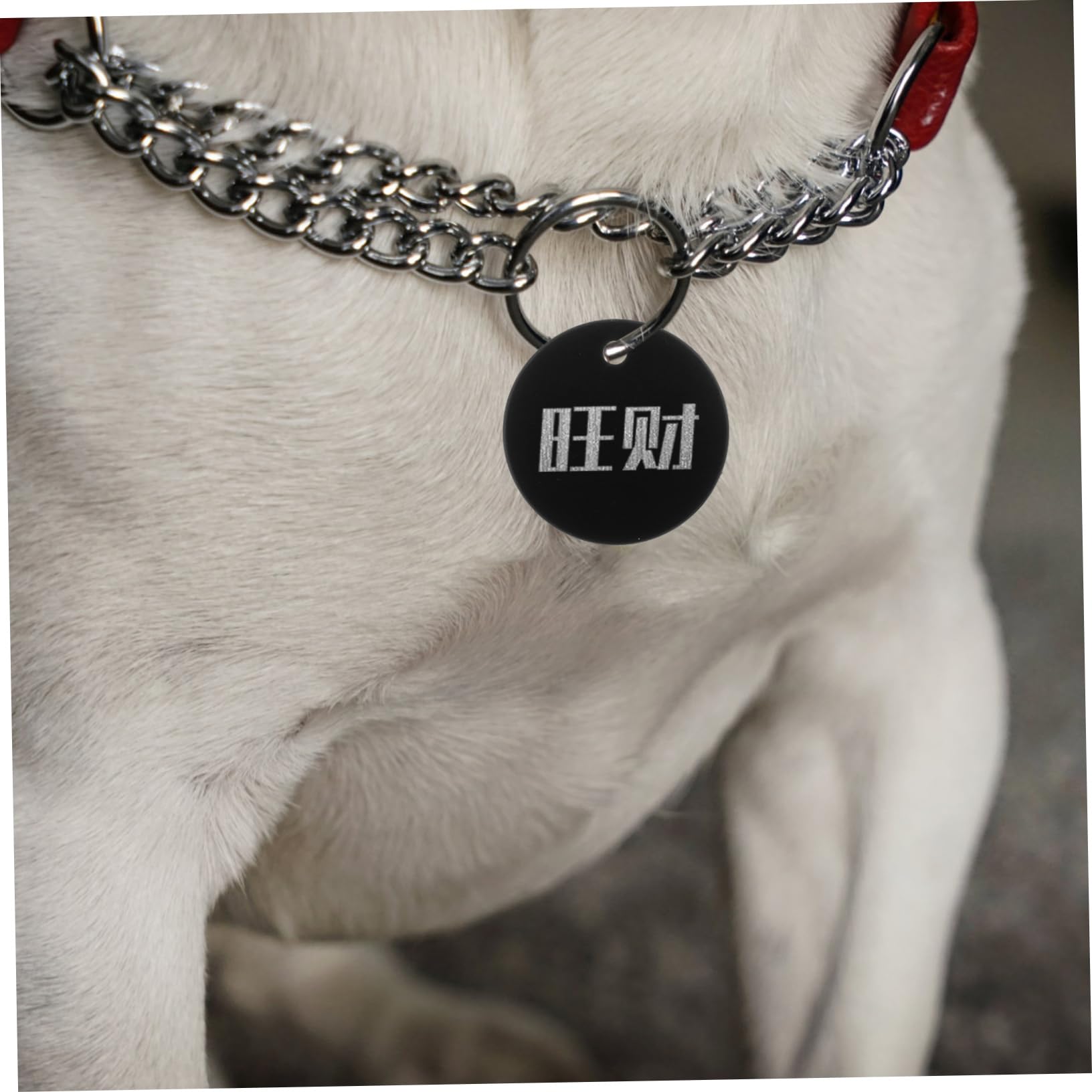 75 Piezas etiqueta en etiqueta de mascota en etiquetas de perro para mascotas de identidad dog coleiras para cães identificativa perro mascota colgante SEWACC