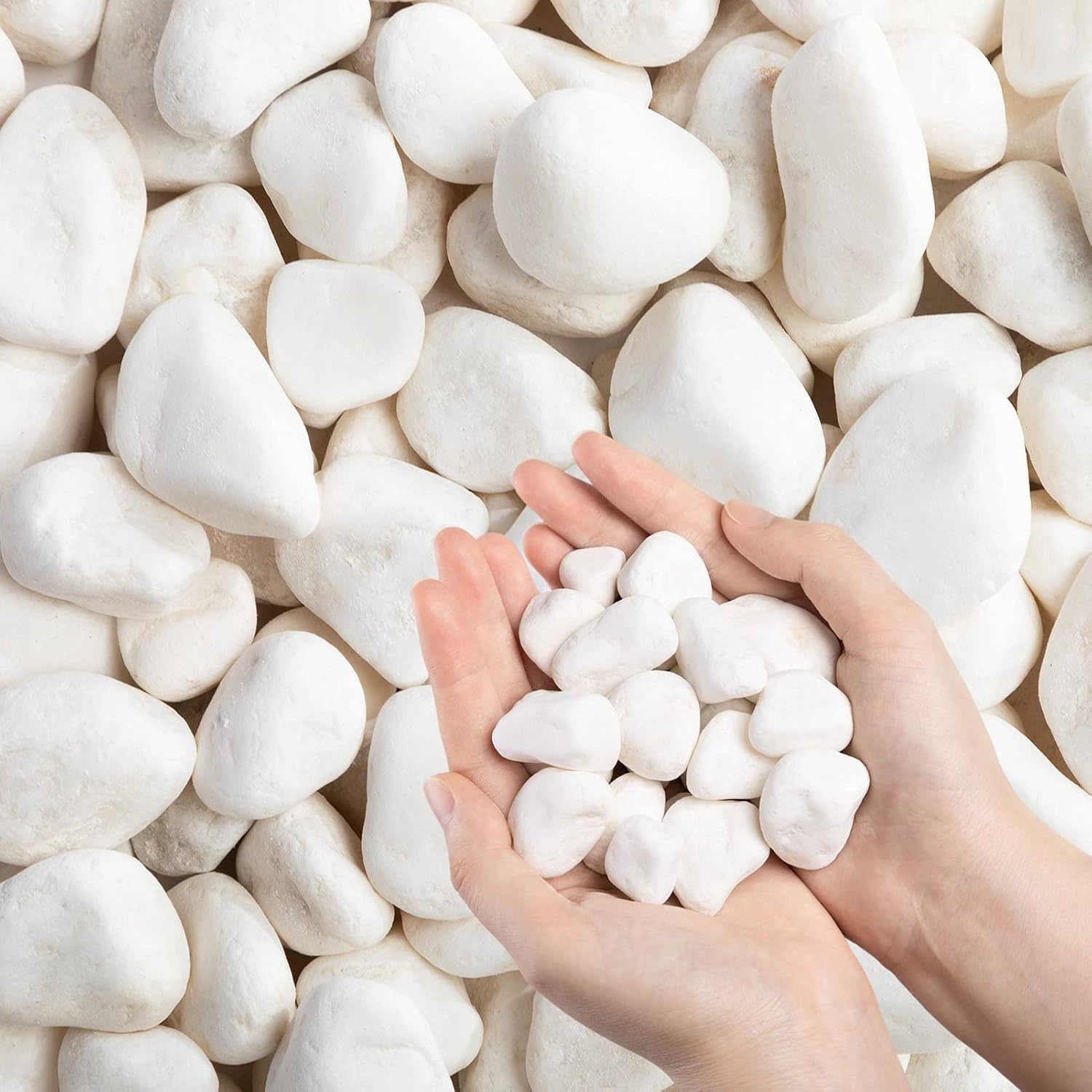 PARANTA Pebbles for Plants White Garden Stones Natural Decorative Rocks for Plant, Tank, Garden 2 lb (0.8" - 1.5" Per Rock) : Patio, Lawn & Garden