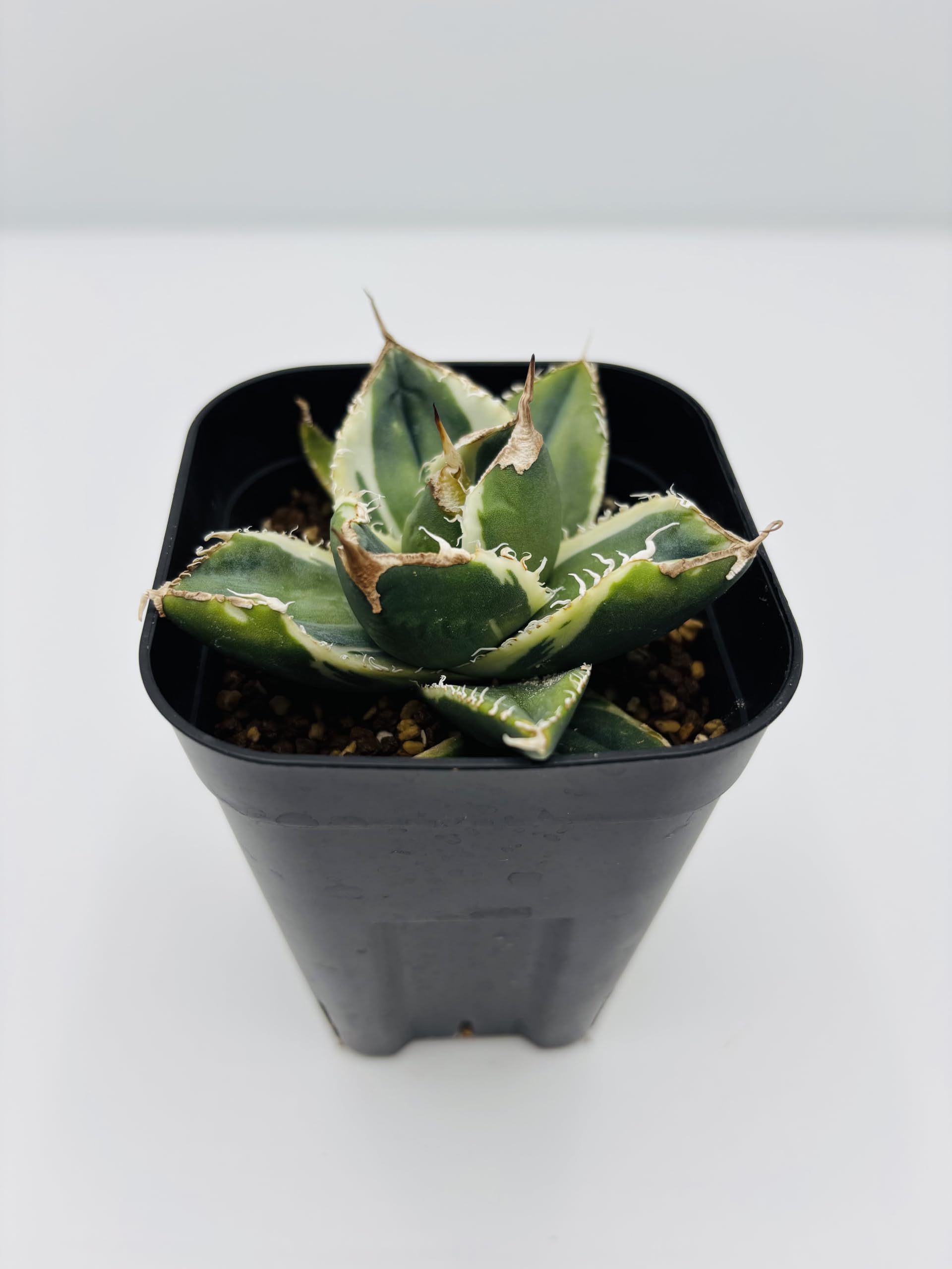Amazon｜アガベ チタノタ SAD/Agave titanota 'South Africa Diamond