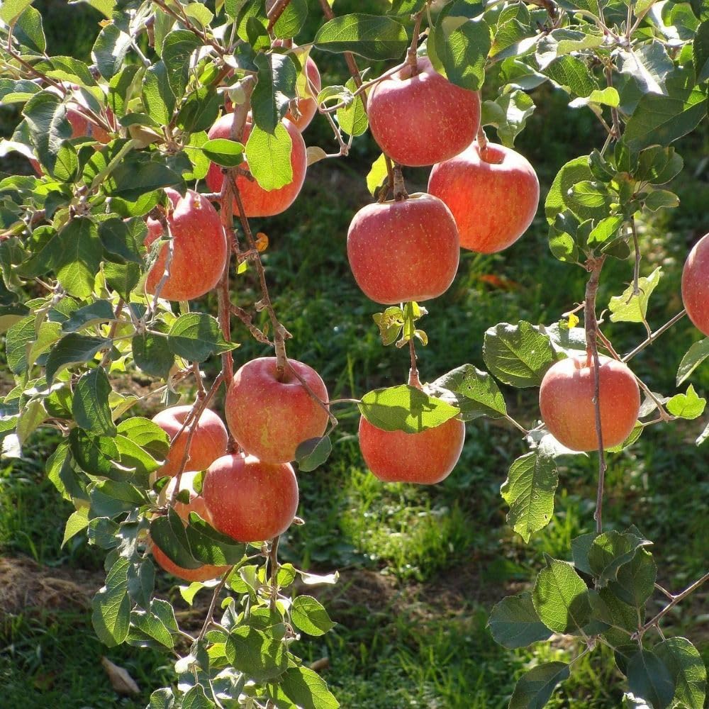 Braeburn Apple Tree, Sweet-Tart Flavor, Stores Well, Perfect for Home Gardens, 2-3 ft Tree Height, 5 gal Nursery Pot (Due to Agricultural Laws, we Cannot Ship to CA, AZ, AK, or HI)