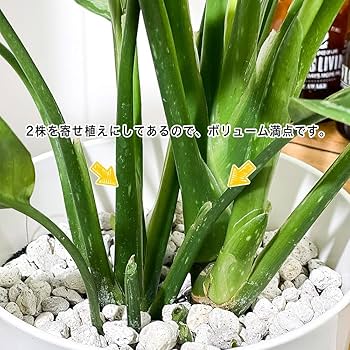 アグラオネマ　キラークイーン アグラオネマ キラークイーン