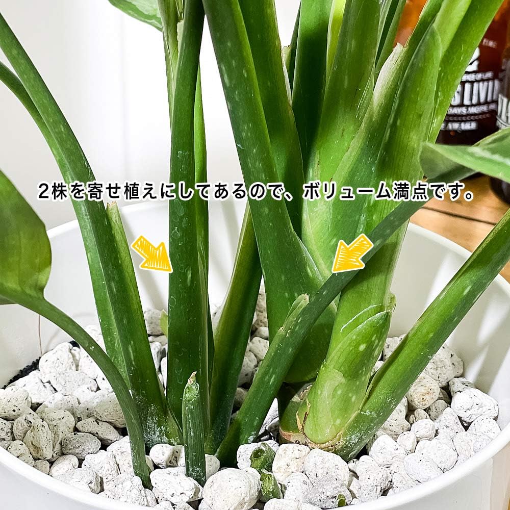 Amazon｜PLANCHU 観葉植物 アグラオネマ シルバークイーン 6号鉢