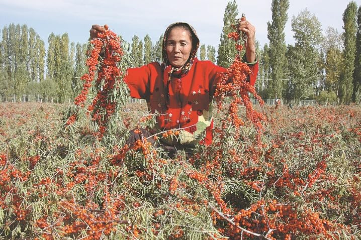 Image of Himalayan Sea buckthorn Dry Berry 200gm - Natural, Sun-Dried, Rich in Omega 3,6,7 and 9, & Vitamin C, E | Dried Seabuckthorn Berries | No Added Sugar or Preservatives (200 Gm)