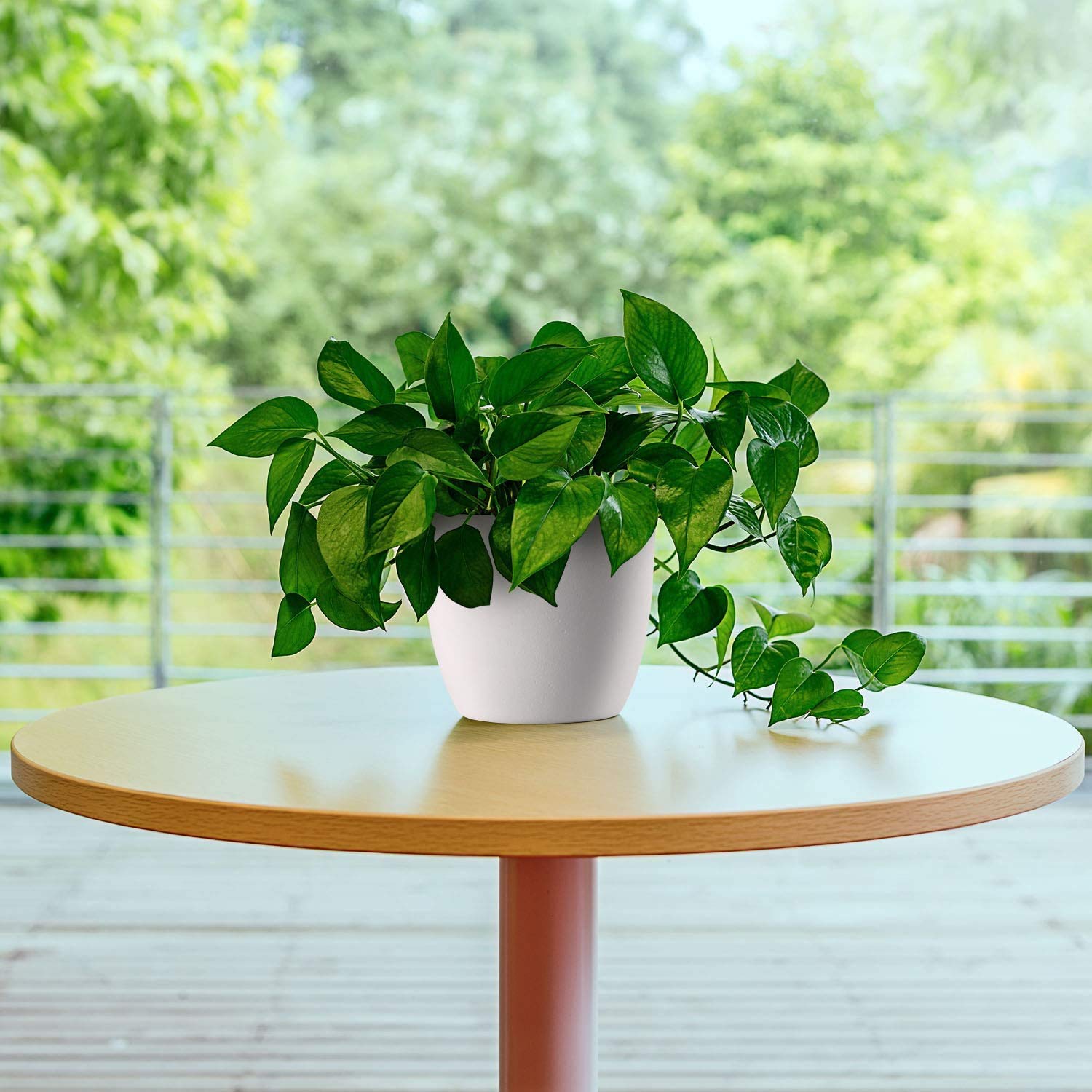 OJYUD 8 Pack 4 Self-Watering White Plastic Planters, Modern Decorative –  Petocart, image size:1500x1500