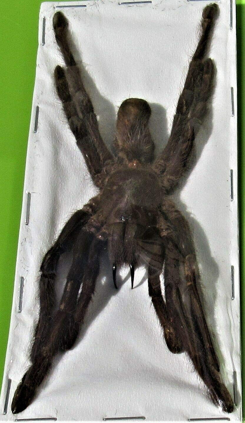 Colmillos De Araña Tarántula Tarántula Goliat: Descubriendo A La