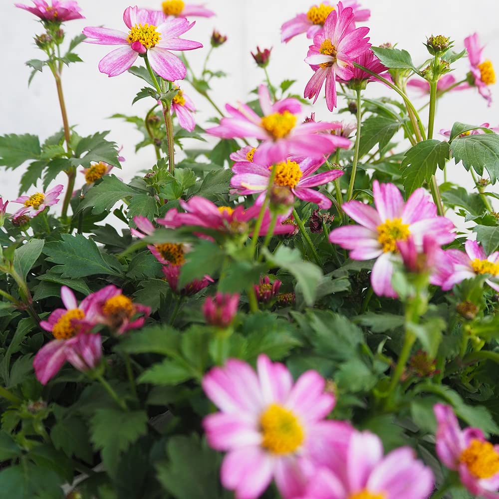 Amazon.co.jp: ITANSE ビデンス・プリティインピンク 3.5号 1個