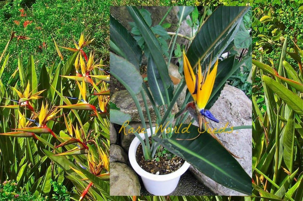 Dwarf Bird of Paradise Strelitzia reginae 'Mandela's Gold
