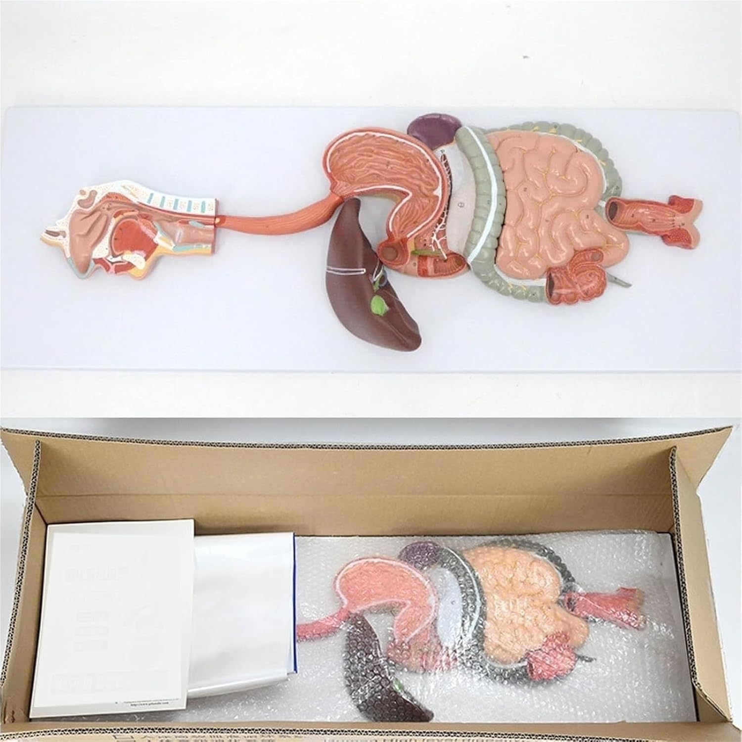 Human Digestive System Simulation Model Medical Anatomy Life-Size Organ for Learning Display Teaching