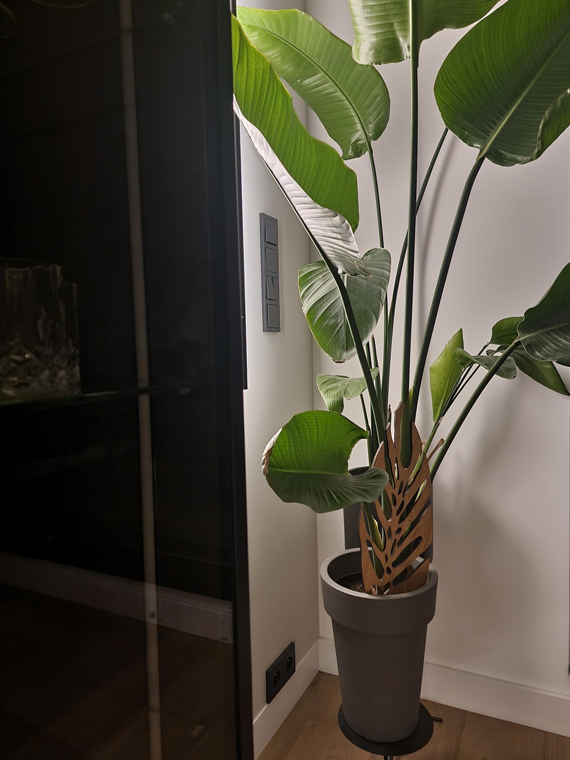 Woodream Monstera Pflanzenstütze aus Eichenholz 60 cm | Größe L | Natürliches Rankgitter - Blumengitter - Rankhilfe | Für Zimmerpflanzen | Innenraum Dekoration | Für Pflanzenliebhaber