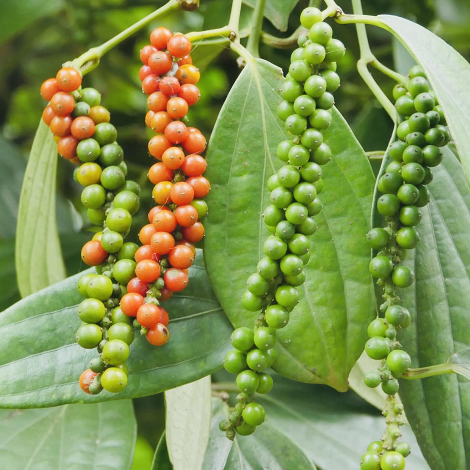 Amazon.com : Black Pepper Plant Live, 4 to 6 Inches Tall, Live Pepper Plant,  Piper Nigrum Live Plant, Herb Plant for Garden : Patio, Lawn & Garden