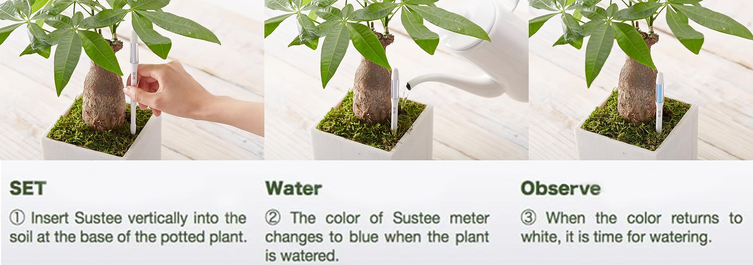 IPPINKA Sustee Aquameter, Bundle Of 36, House Plant Soil