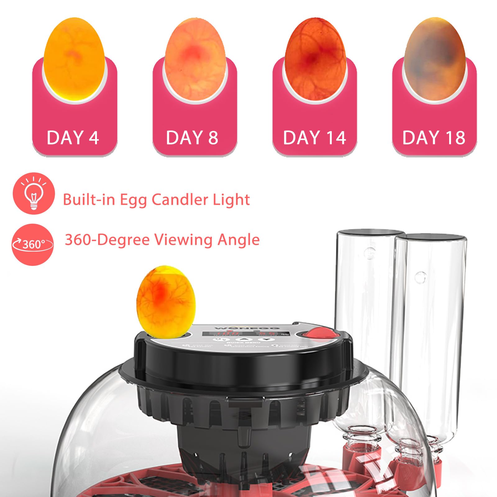 Incubatrici per uova da cova, incubatrice per uova da 12 con rotazione automatica delle uova e controllo dell'umidità, vista a 360° Incubadora De Huevos De Gallina, candela per uova, incubatrice per