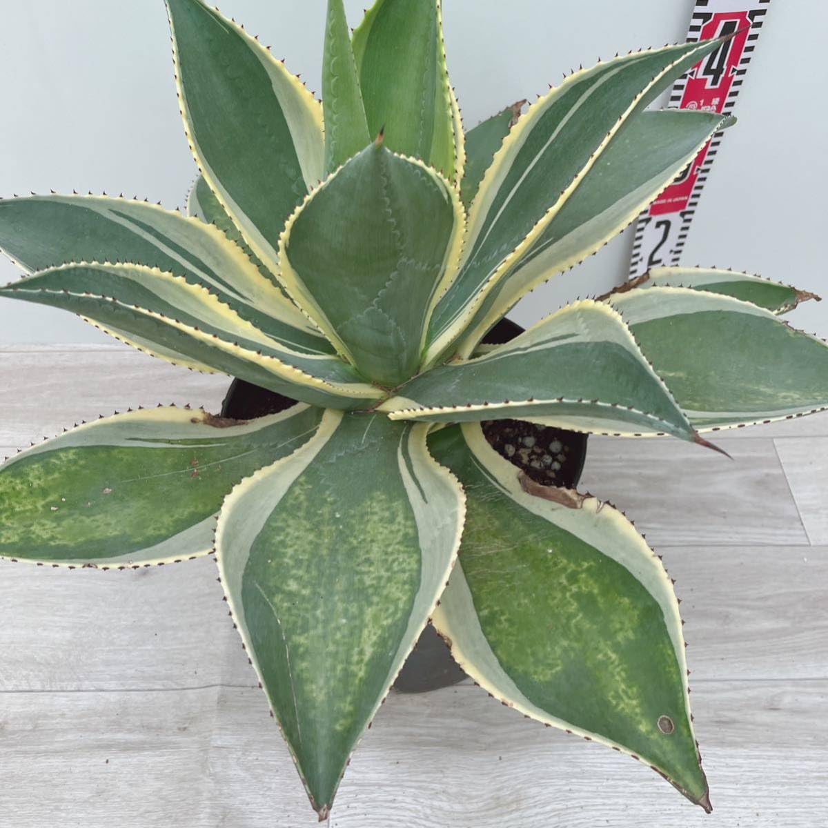 アガベ　リップルエフェクト　斑入り 耐寒性アガベ リップルエフェクト◇斑入りドライガーデン南国リゾート錦