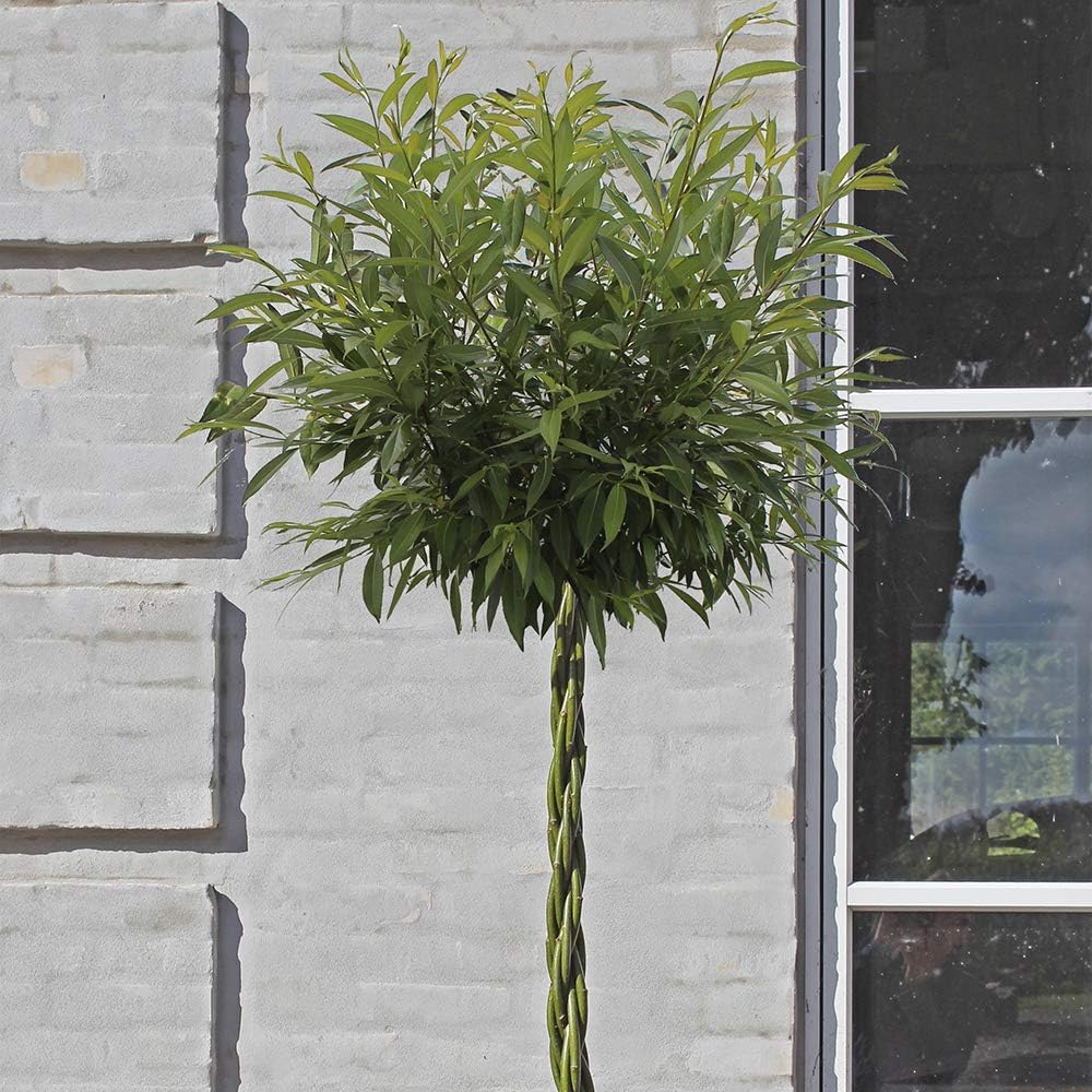Willow Wand Plant, Multi-Colour, 1 x 1 x 1 cm