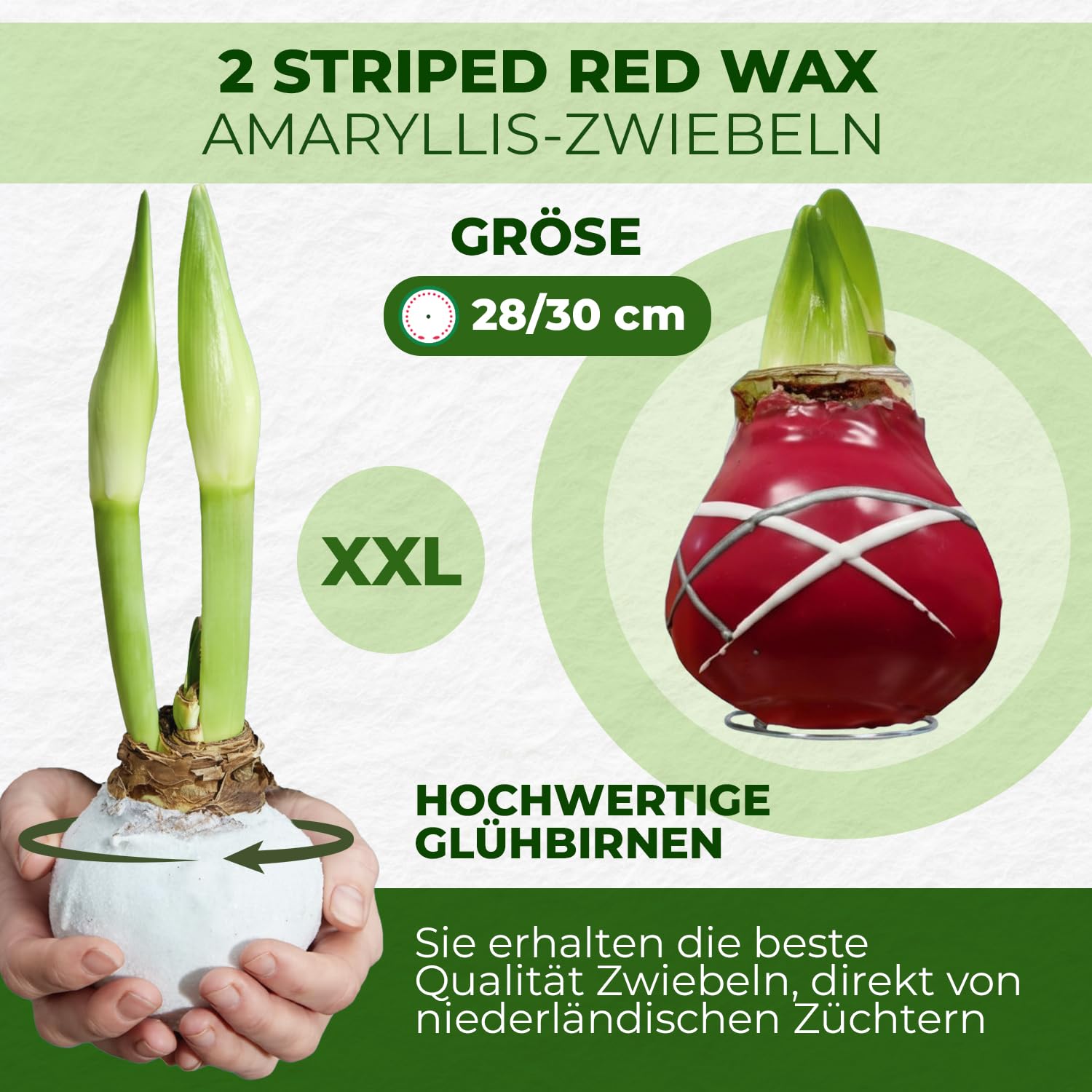 Amaryllis in Wachs Striped Red - 2 Wachsamaryllis Blumenzwiebeln
