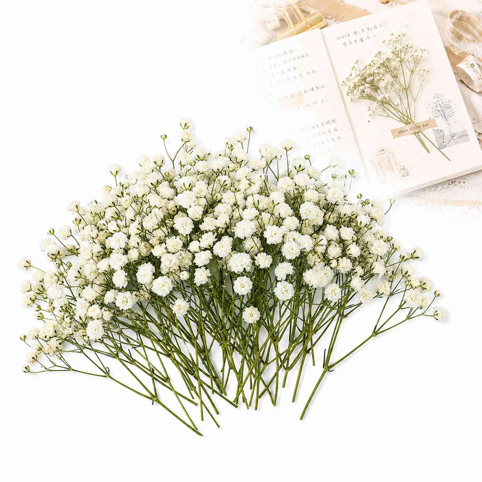 WHJYCC 50PCS Dried ’s Breath Flowers for DIY, Crafts, Home and Wedding Decoration - Gypsophila with Stems, Tweezers Included for Vase Arrangements, Resin Art, Table Centerpieces, Boxed Set (White) — image 1