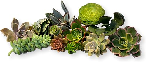 Miniatura 8 de Fat Plants San Diego Esquejes de suculentas en miniatura del jardín de hadas (15)