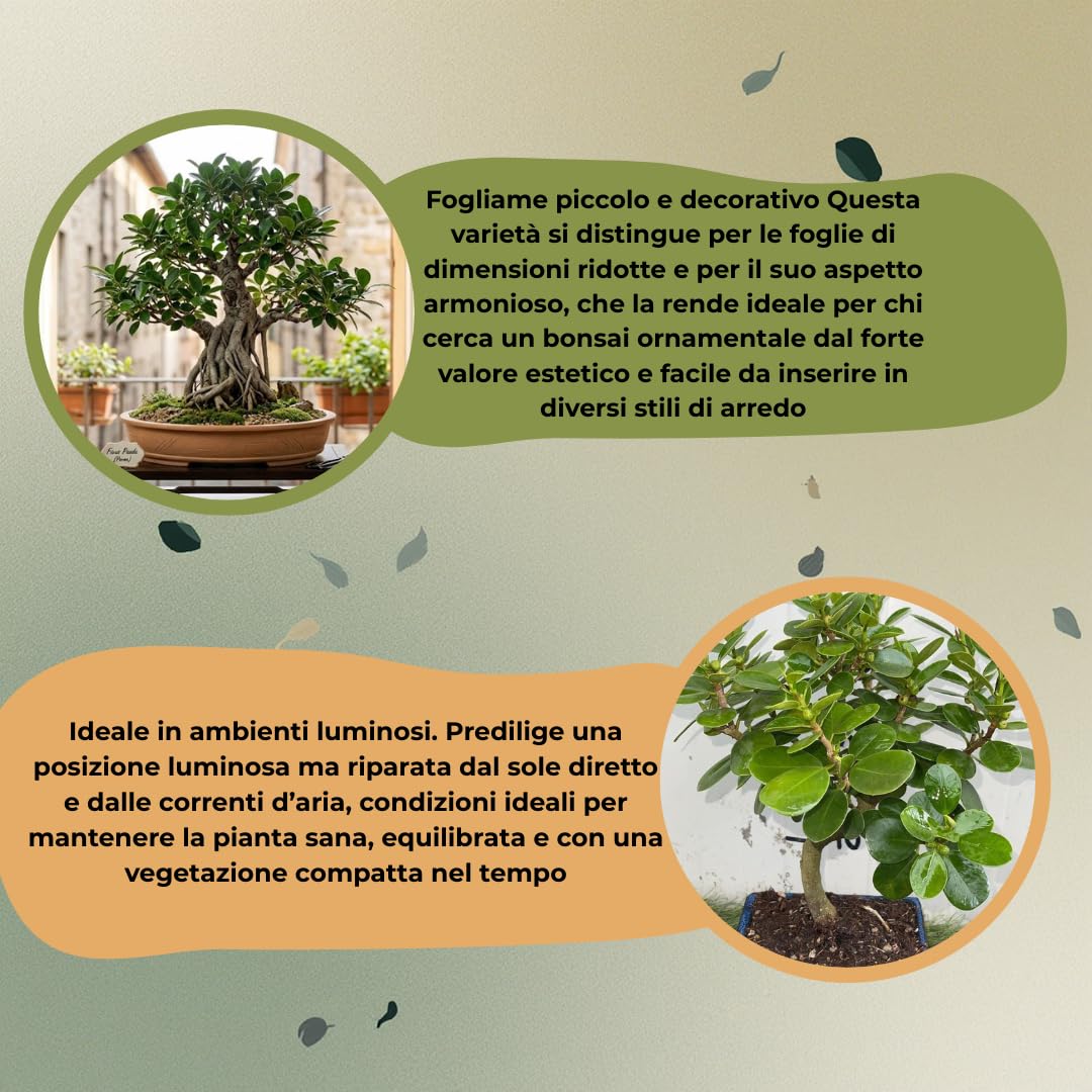 VIVAIO GARDEN FOREST Bonsai Ficus Panda Vaso 20 cm