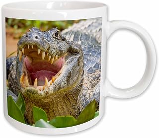 3dRose Brazil, Pantanal, A spectacled caiman showing off its teeth. 11oz Mug