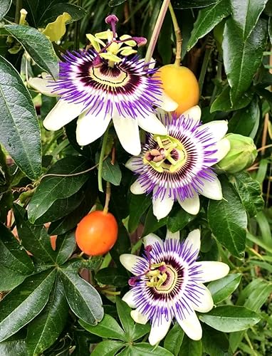 Miniatura 2 de Maracuyá Amarilla 10 Semillas Común Maracuya Granadilla Fruta Tropical Exótica Passiflora Fdulis F Flavicarpa Flor de la Pasión