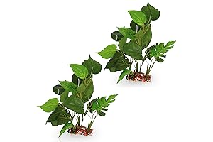 SunGrow Goldfish Plant with Ceramic Base