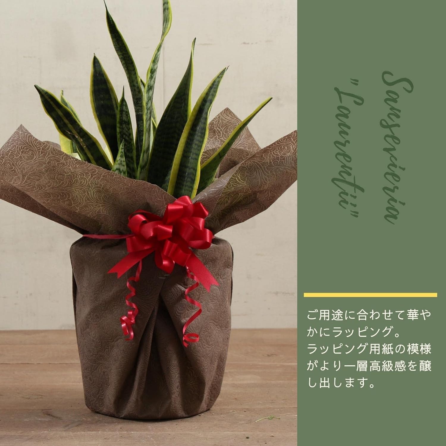 サンスベリア ローレンティー 8号 受け皿付 ラッピング済 Hanapochi ハナポチ 定価