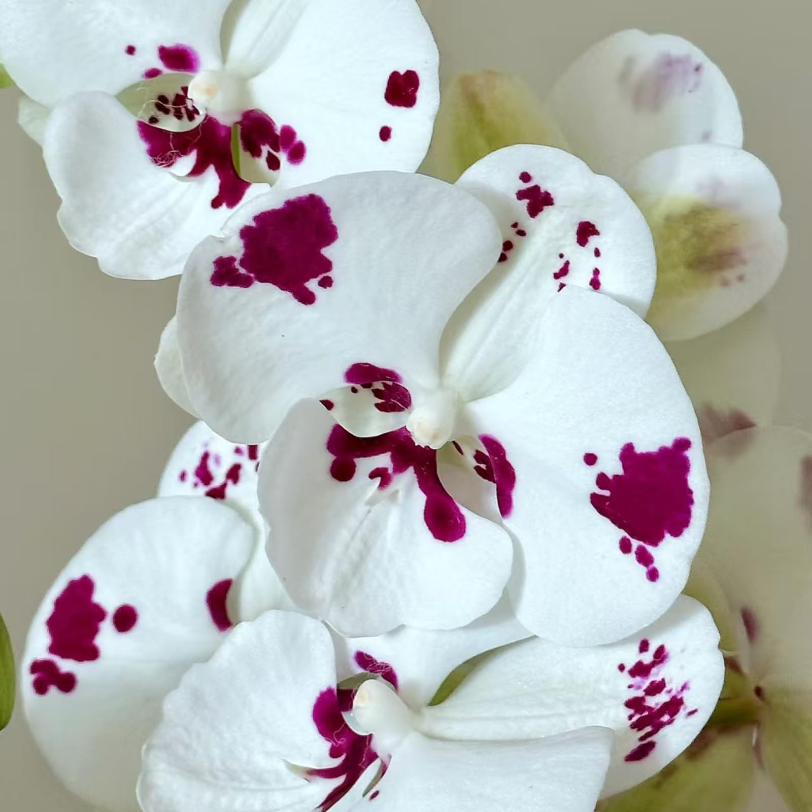 Live Baby Phalaenopsis Orchid Seedling (Bare Root, No Pot), Easy Care Small Indoor Houseplant for Home Office Desk Decor, Live Plant Gift for Plant Lovers Beginners (White,1) - 4